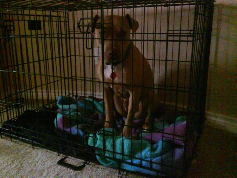 Star got leaved in her crate while Mummy wuz gone.